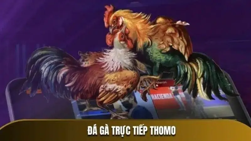 78Win Nổi bật với sảnh đá gà chất lượng cao 